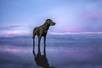 Labrador Retriever am Meer