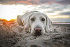 Labrador Retriever am Strand