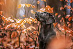 Labrador Retriever Welpe