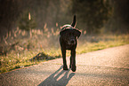 schwarzer Labrador Retriever