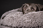 erwachsener Labrador Retriever