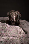 erwachsener Labrador Retriever