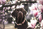 Labrador Retriever Hndin