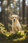 gelber Labrador Retriever