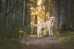 gelber Labrador Retriever