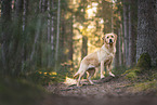 gelber Labrador Retriever