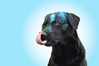 schwarzer Labrador Retriever