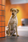redfox Labrador Retriever