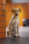 redfox Labrador Retriever