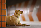 redfox Labrador Retriever