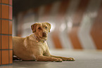 redfox Labrador Retriever