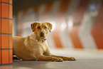 redfox Labrador Retriever