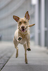redfox Labrador Retriever