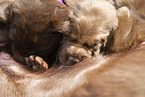 Labrador Retriever mit Mischlingswelpen