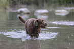 Labrador Retriever im Sommer