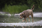 Labrador Retriever im Sommer