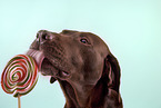 Labrador Retriever Portrait