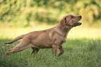 Labrador Retriever Welpe