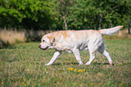 Labrador Retriever im Sommer