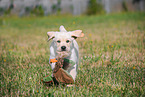 Labrador Retriever Welpe