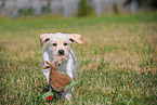 Labrador Retriever Welpe