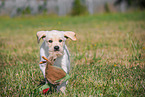 Labrador Retriever Welpe