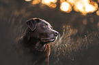 Labrador Retriever Rüde