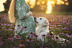 Labrador Retriever im Sommer