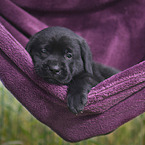 Labrador Retriever Welpe