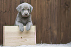 Labrador Retriever Welpe