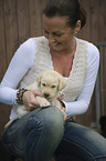 Labrador Retriever Welpe