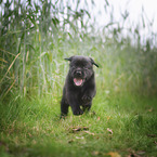 Labrador Retriever Welpe