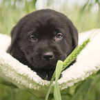 Labrador Retriever Welpe