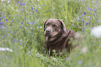 brown-tan Labrador Retriever