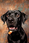 Labrador Retriever im Studio