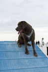 brauner Labrador Retriever