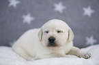 Labrador Retriever Welpe