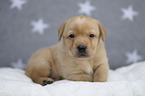 Labrador Retriever Welpe