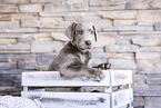 Labrador Retriever Welpe