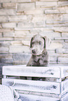 Labrador Retriever Welpe