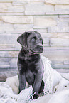 Labrador Retriever Welpe