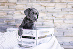 Labrador Retriever Welpe