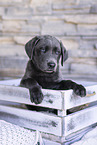 Labrador Retriever Welpe