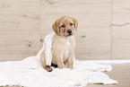 Labrador Retriever Welpe