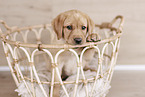 Labrador Retriever Welpe