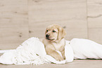 Labrador Retriever Welpe