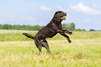 schokobrauner Labrador Retriever