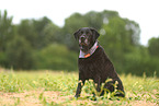 schwarzer Labrador Retriever