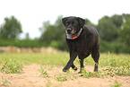 schwarzer Labrador Retriever