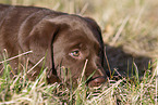 Labrador Retriever Welpe